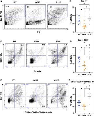 CDK6 is essential for mesenchymal stem cell proliferation and adipocyte differentiation